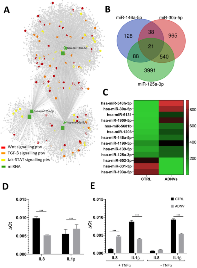 miRNA network, heatmap, and cytokine expression analysis in cells treated with apple-derived nanovesicles.